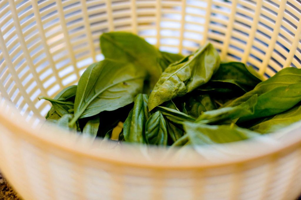 Beautiful fresh picked basil